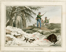 Wild Boar Wounded