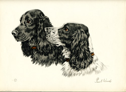 Cocker Spaniels