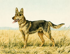 German Shepherd