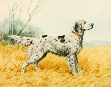 English Setter