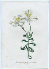 Alstroemeria pelegrina alba