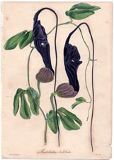 Aristolochia trilobata