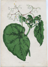 Begonia oderata