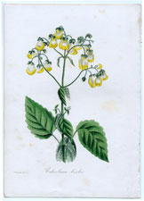 Calceolaria bicolor