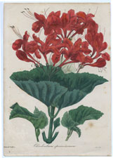 Clerodendrum speciosissimum