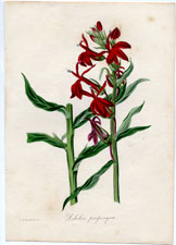 Lobelia propingua