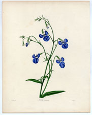 Lobelia ramosa