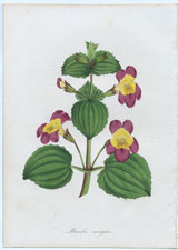 Mimulus variegatus