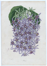 Petrea stapelsia