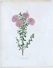 Pimelea decussata