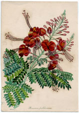 Poinciana pulcherrima