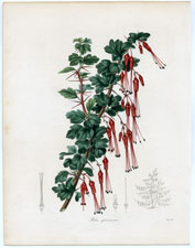 Ribes speciosum