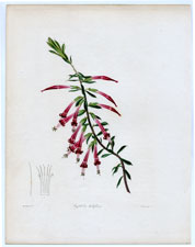 Styphelia tubiflora