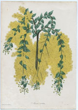 Acacia vestita