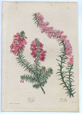 Epacris impressa Epacris variabilis