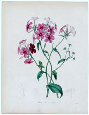 Phlox Drummondii