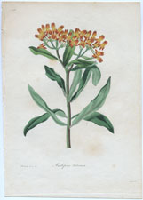 Ascelpias tuberosa