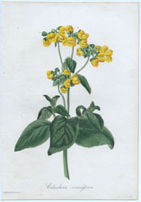 Calceolaria viscosissima