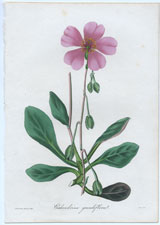 Calendrina grandifloria