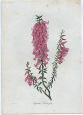 Epacris Impressa