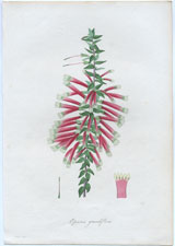 Epacris grandiflora