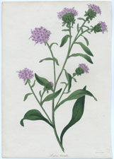 Liatris Borealis