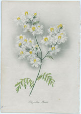 Schizanthus Priestii
