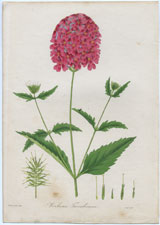 Verbena Tweedieana