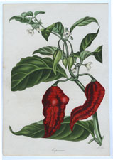 Capsicum ustulatum