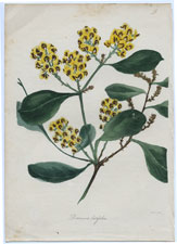 Davisia latifolia