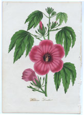 Hibiscus Lindlei