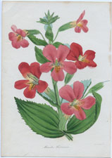 Mimulus Harrisonia