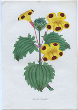 Mimulus Smithii