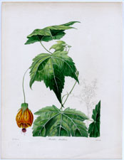 Abutilon striatum