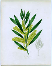 Acacia longifolia