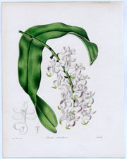 Acrides odoratum