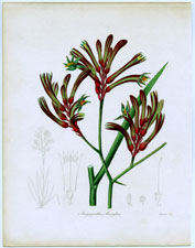 Anigozanthus Manglesii