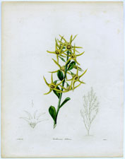 Anthocercis littorea