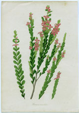 Boronia crenulata