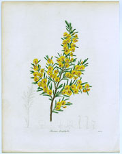 Bossiaea linophylla