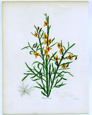 Bossiaea rufa