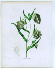 Calochortus albus