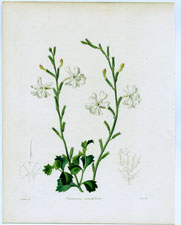Cascanum cuneifolium