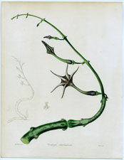 Ceropegia stapeliaeformis