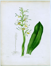 Chloraea longibracteata