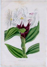 Costus speciosus