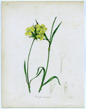 Dianthus ferrugineus