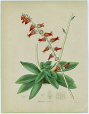 Echeveria racemosa