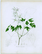 Epimedium macranthum