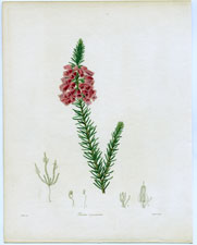 Erica coccinea